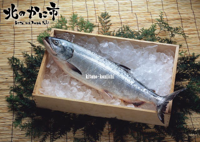 北海道産地直送 旬の極上生時鮭 トキシラズ ときさけ 通販 宅配 北のかに市